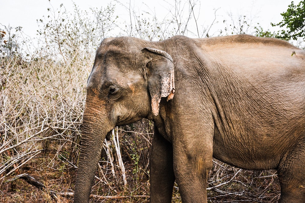 adult gray elephant stands near gray bush