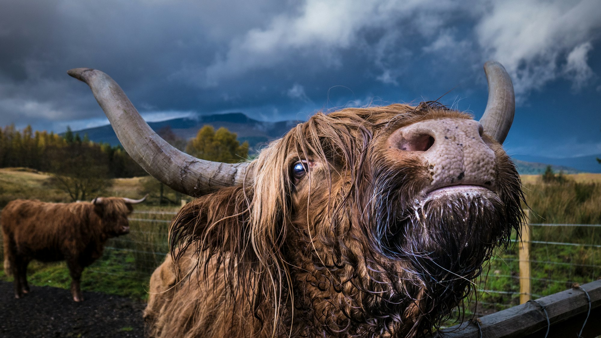A highland cow next to a fence