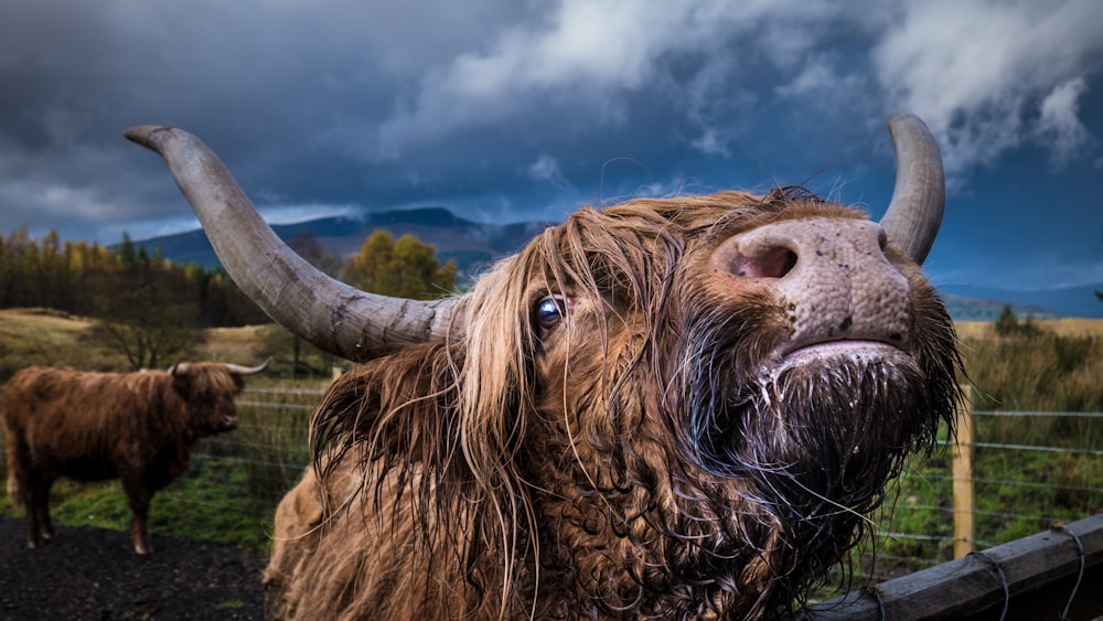 two brown horned animals on field during daytime