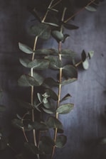 Close-up of lavender and silver dollar eucalyptus leaves softly lit.