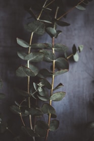 Close-up of lavender and silver dollar eucalyptus leaves softly lit.