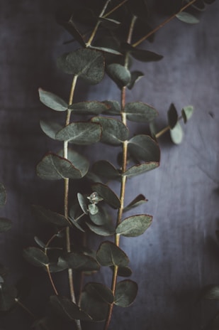Silver dollar eucalyptus branches gently resting on a warm green background.