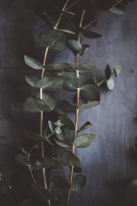 Eucalyptus sec