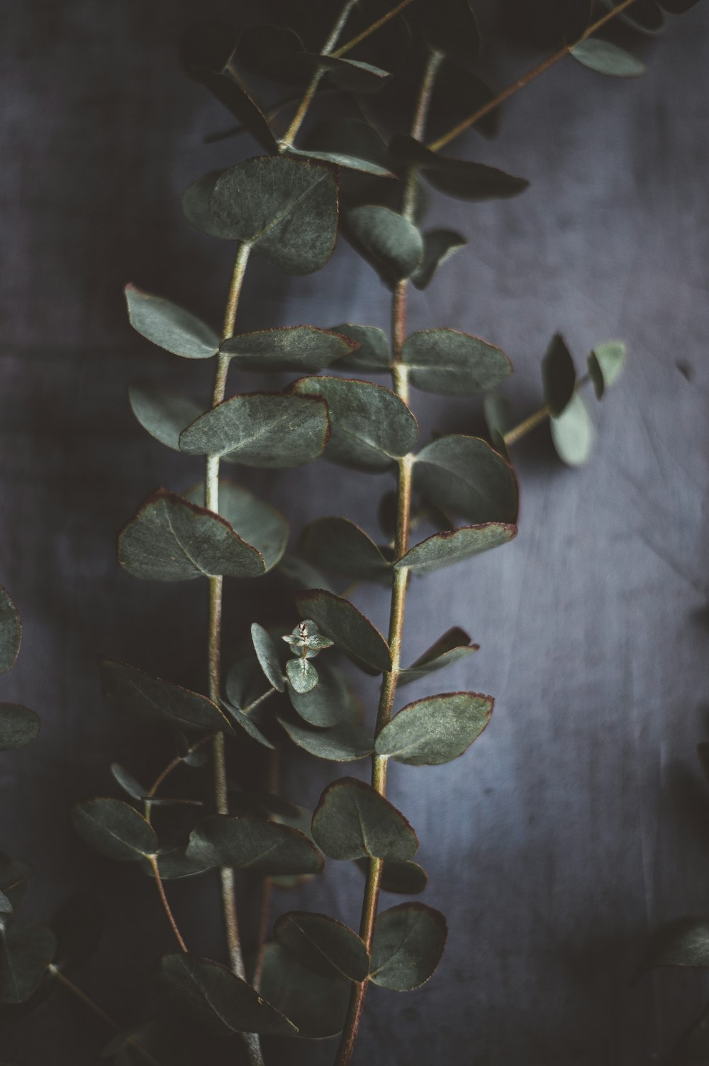 green-leafed plant