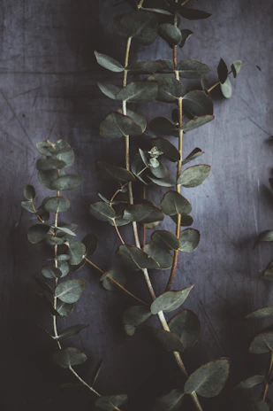 Fresh eucalyptus leaves painted with fluid, organic edges and vibrant olive green hues.
