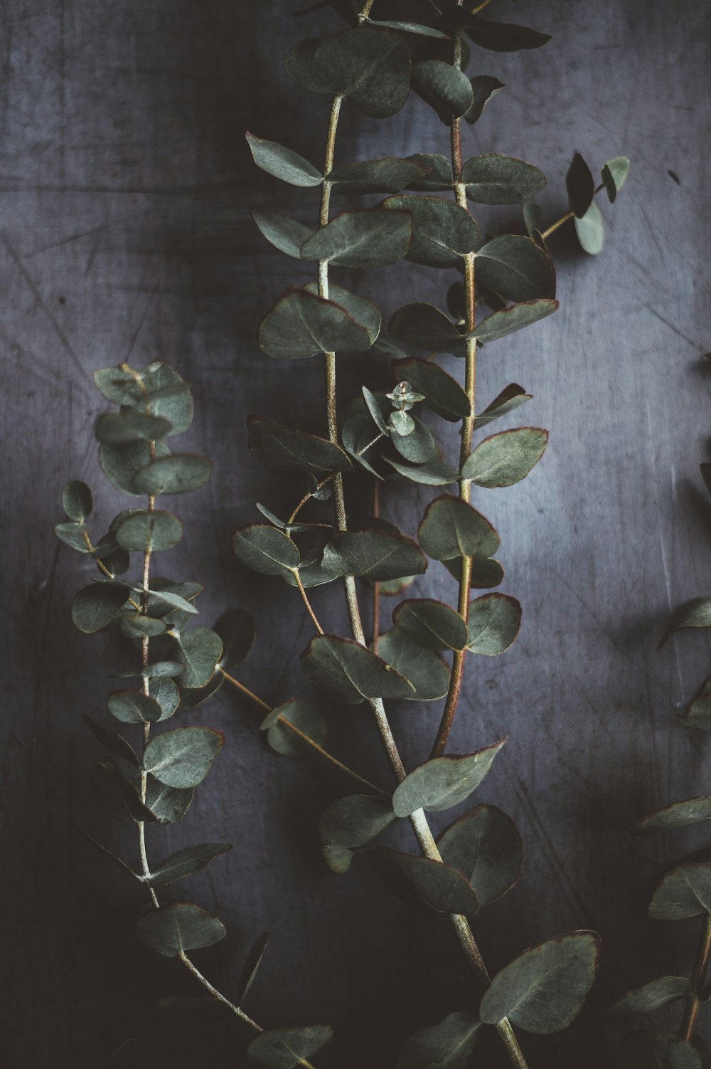 plante à feuilles vertes