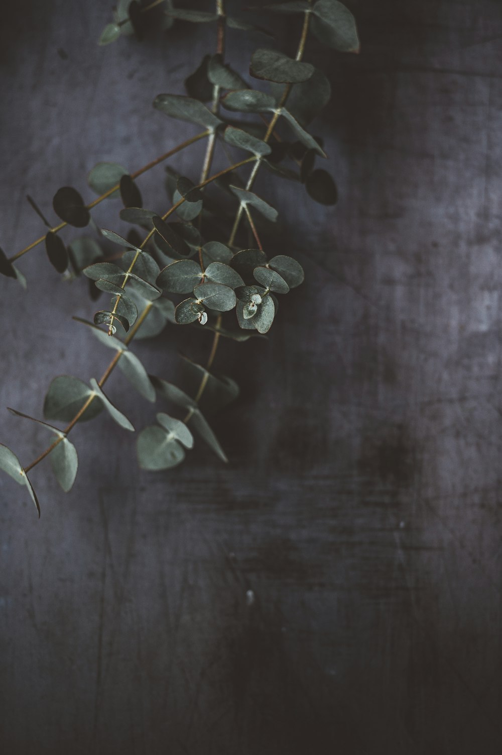 회색 콘크리트 벽 근처의 녹색 식물의 클로즈업 사진