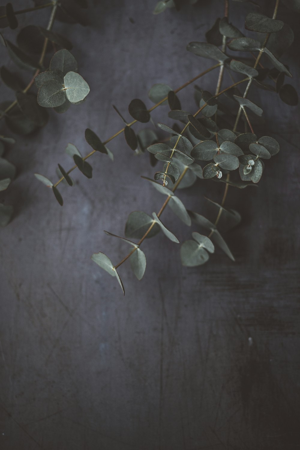 회색 표면에 녹색 잎이 달린 식물의 근접 촬영 사진