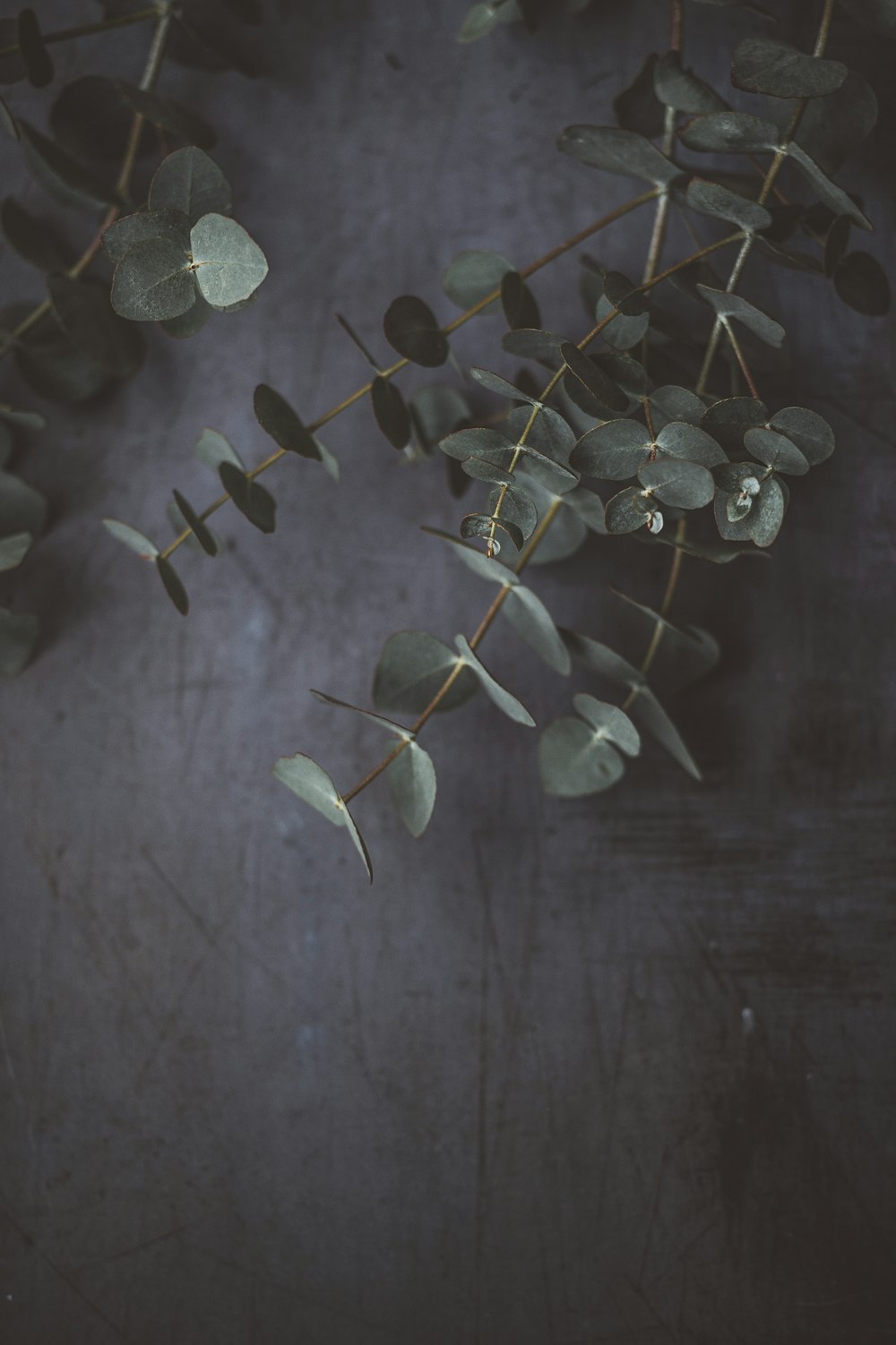 closeup photo of green leafed plant on gray surface