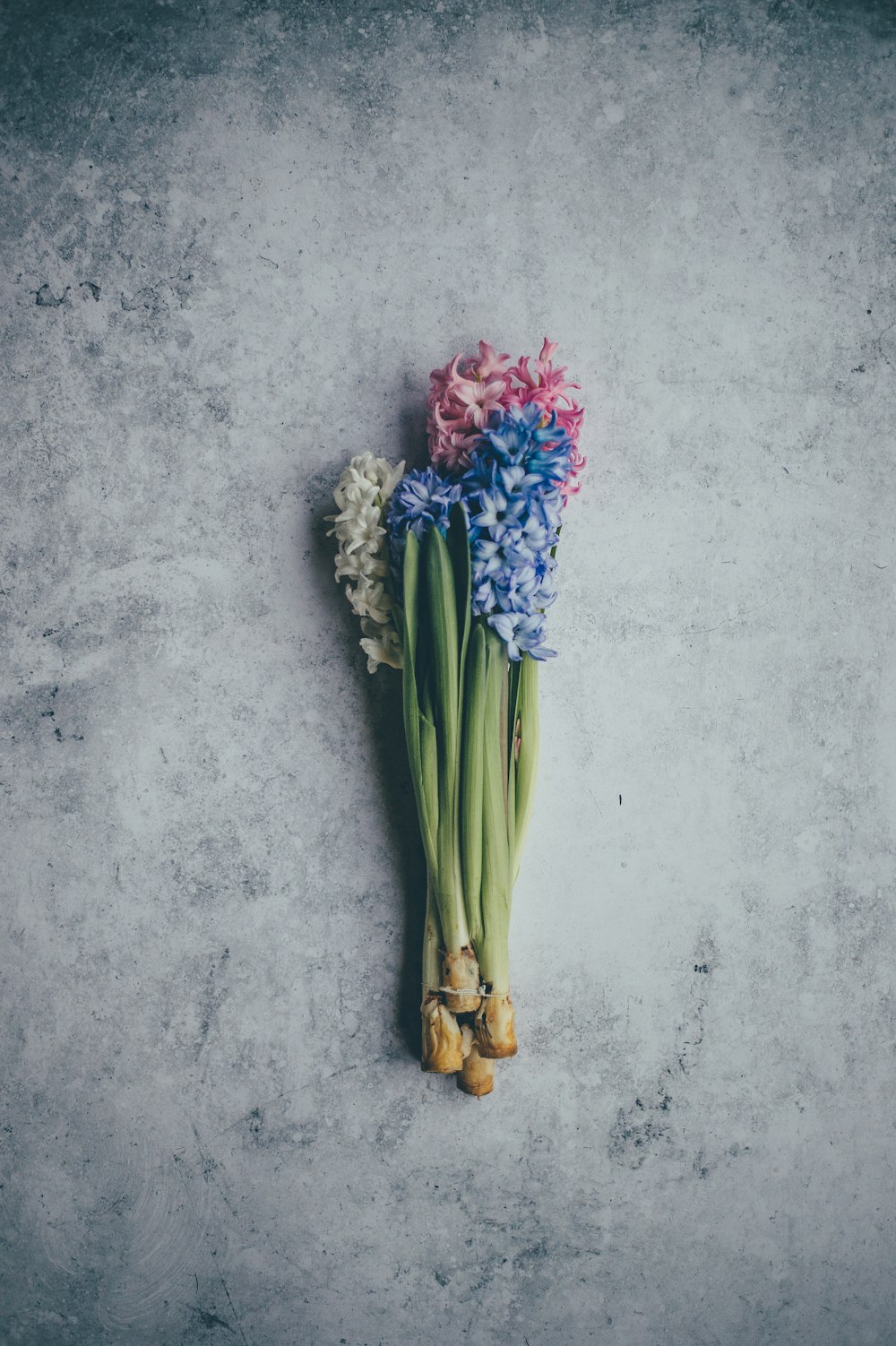 fiori dai petali blu, rosa e bianchi su superficie bianca