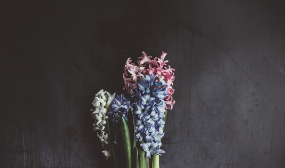 teal and pink hyacinth flowers