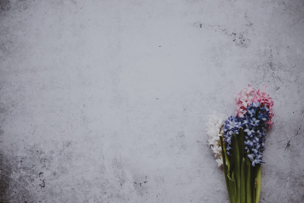 fiori a petali blu, bianchi e rosa su superficie grigia