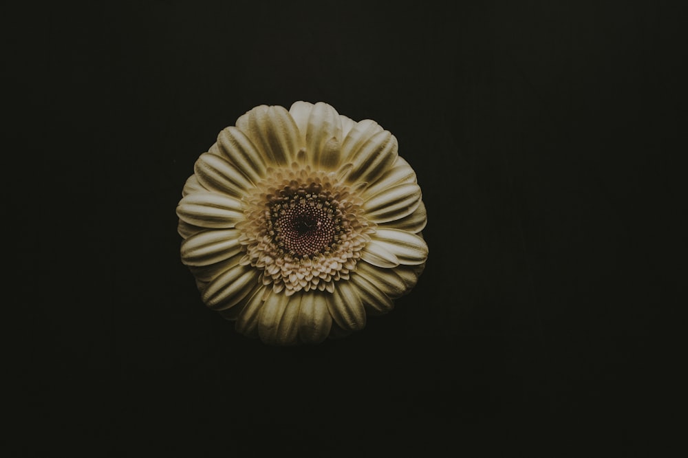 white and brown flower