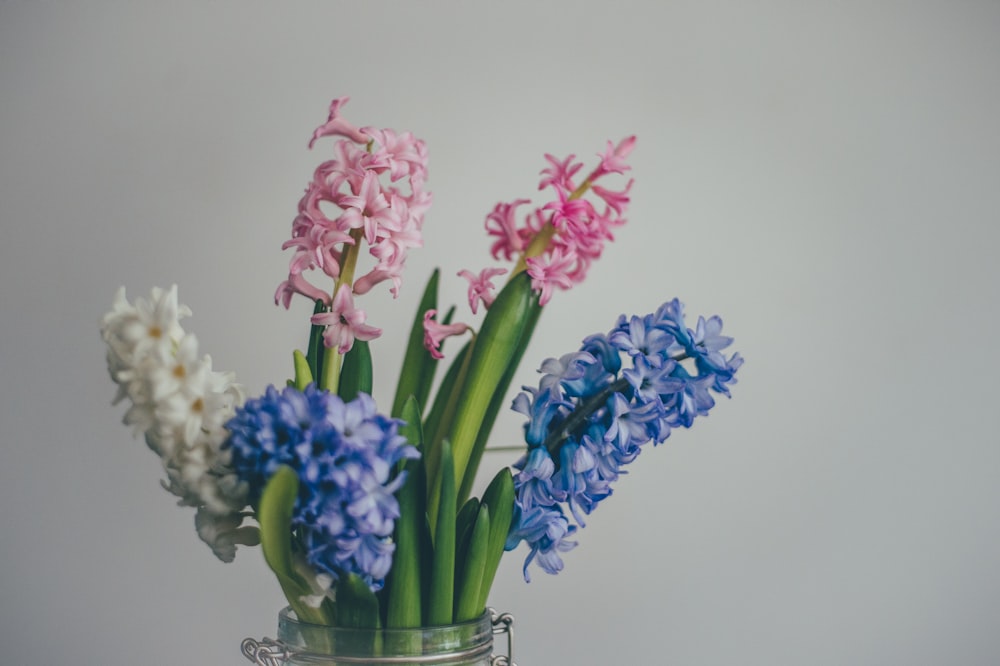 white, pink, and blue hyacinth flowers