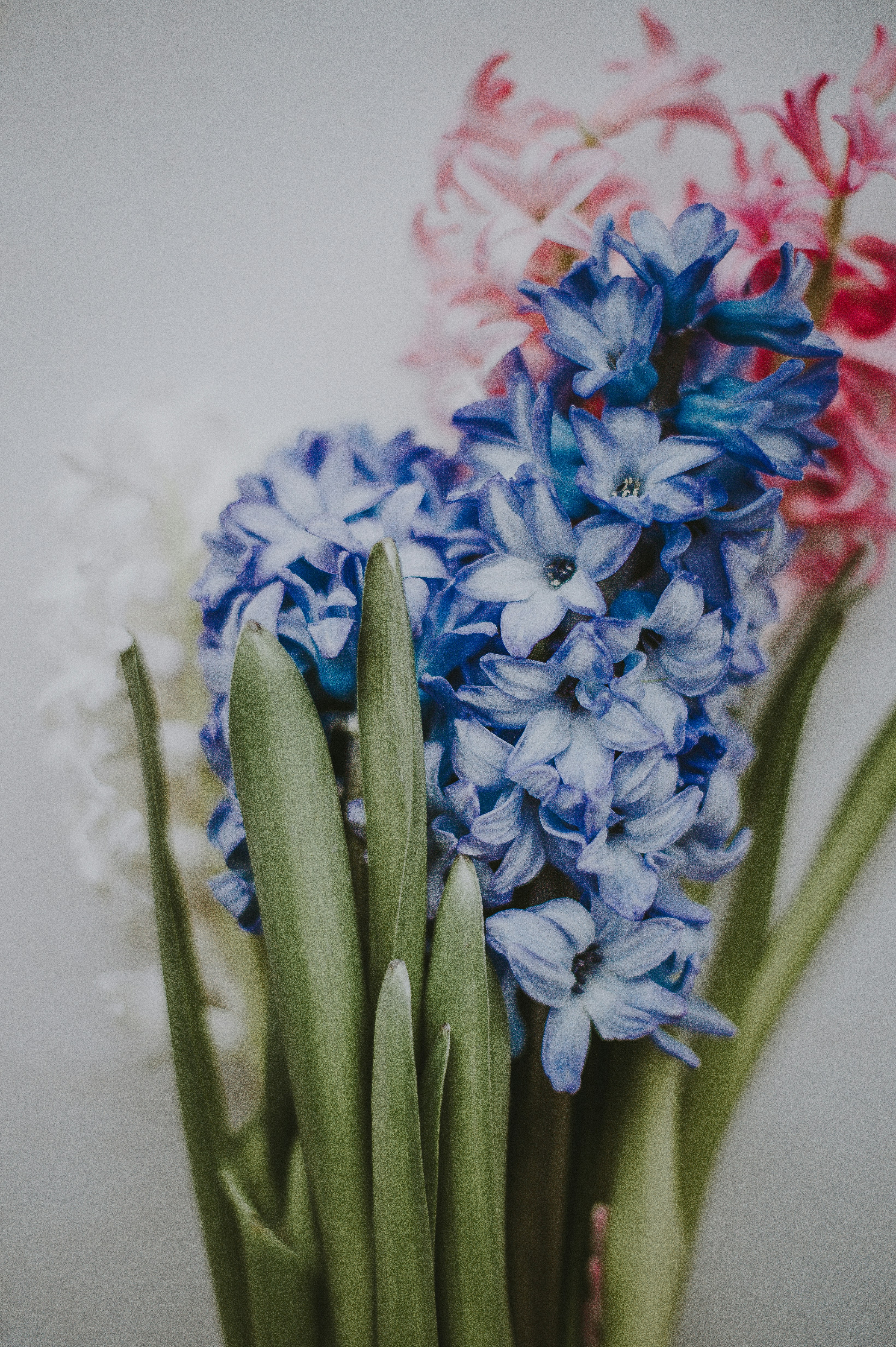 blue and red flowers selective focus photography