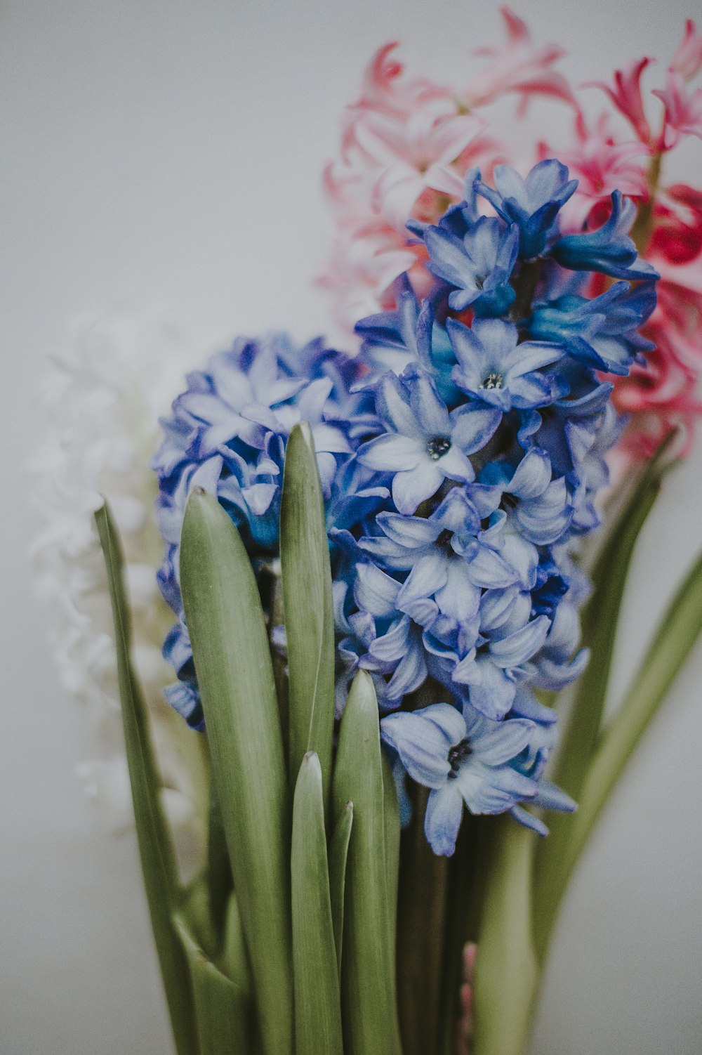 파란색과 빨간색 꽃 선택적 초점 사진