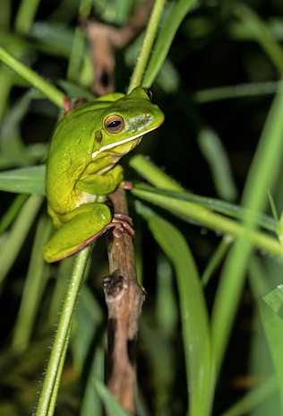 A vibrant green tree frog perched on a mossy branch in a tropical rainforest.