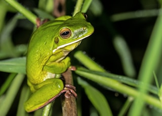 close-up photo of green tree frog