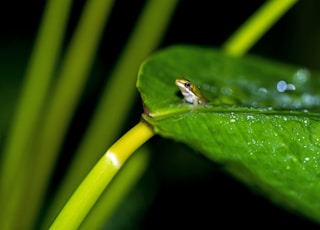 macro photography of frog on leaf