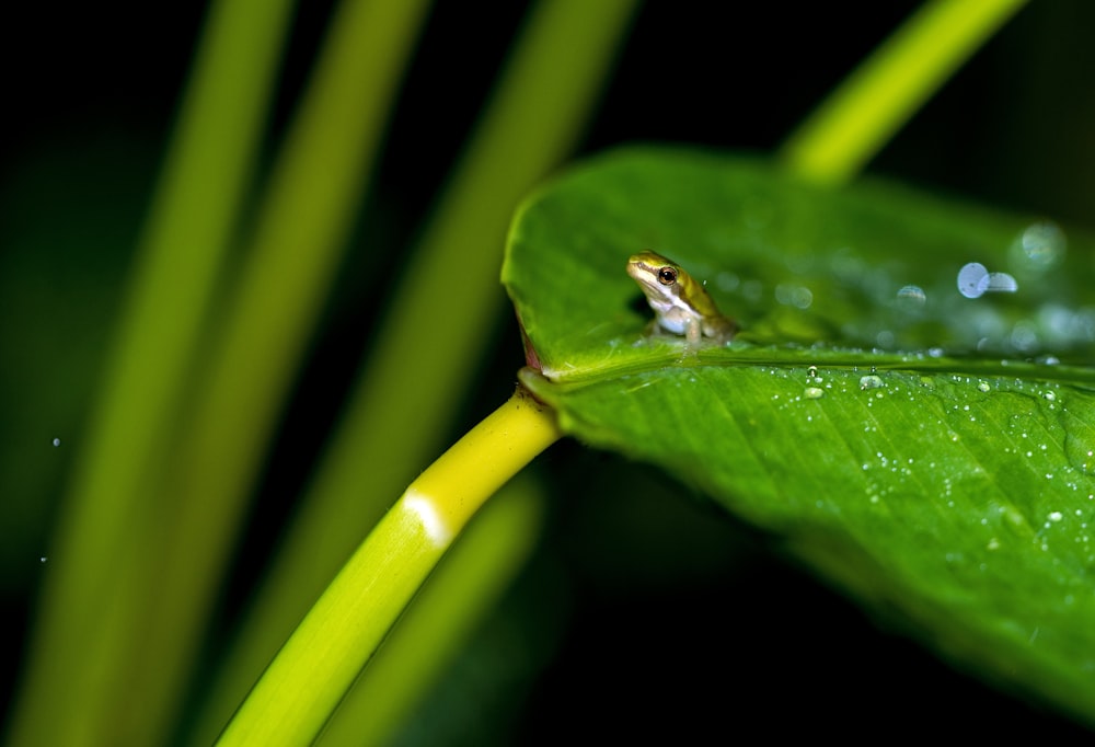 macro photography of frog on leaf
