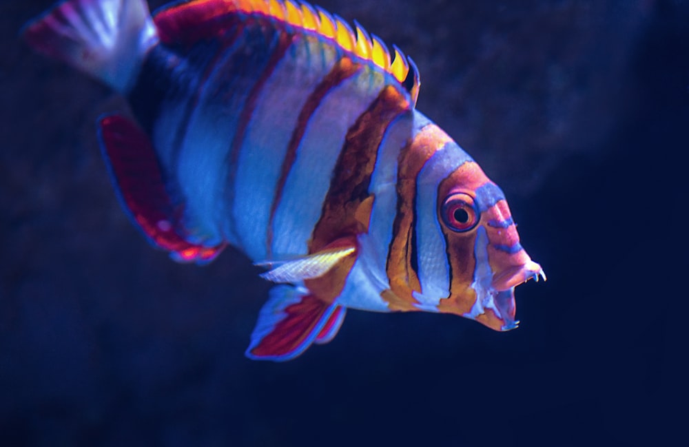 close-up photo of gray and orange fish
