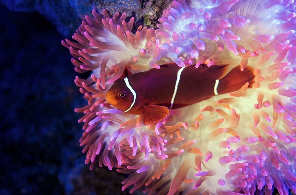 Los peces rojos, naranjas y blancos nadan cerca del hábitat blanco, azul y púrpura