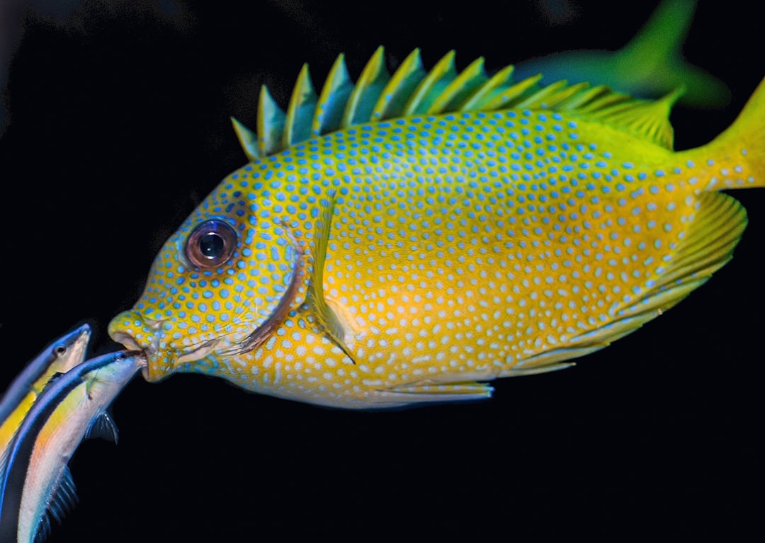 two fish peeking on mouth of yellow and green fish, A Rabbitfish gets a “flossing” from two cleaner Wrasses.