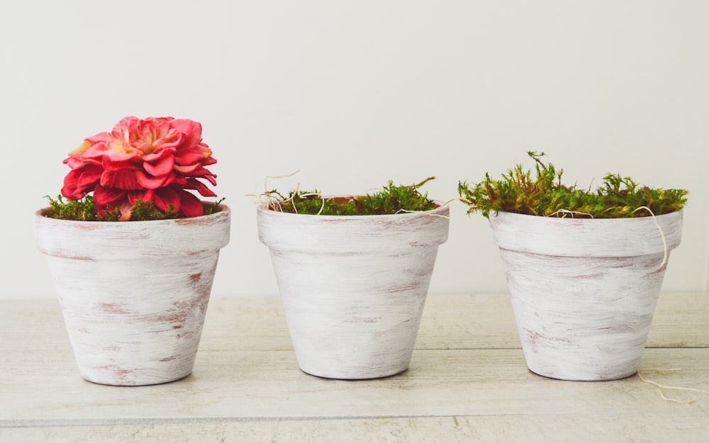 Photo de pots de fleurs blancs