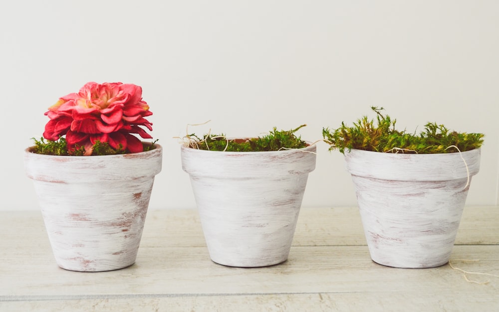 foto di vasi da fiori bianchi