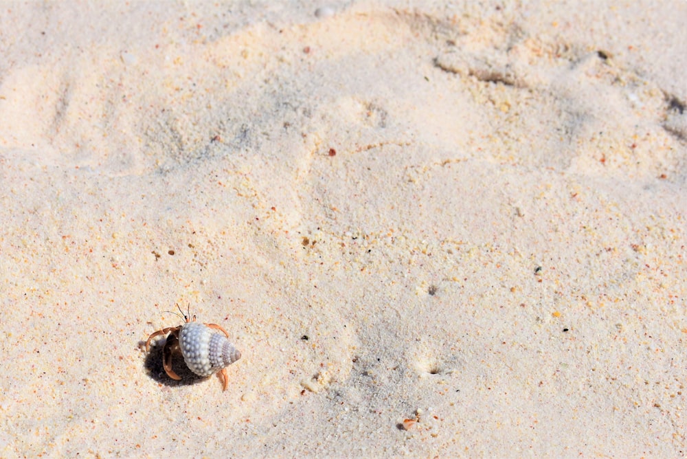 cangrejo ermitaño caminando sobre la arena