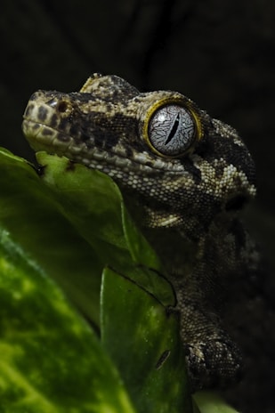 macro photography of brown and beige reptile