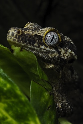 macro photography of brown and beige reptile
