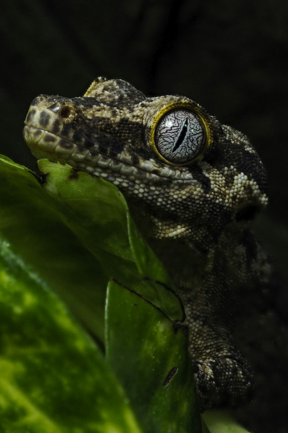 Fotografía macro de reptil marrón y beige