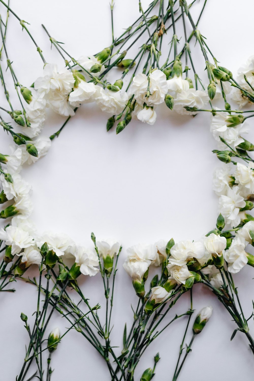 flores de pétalos blancos formando oblongos