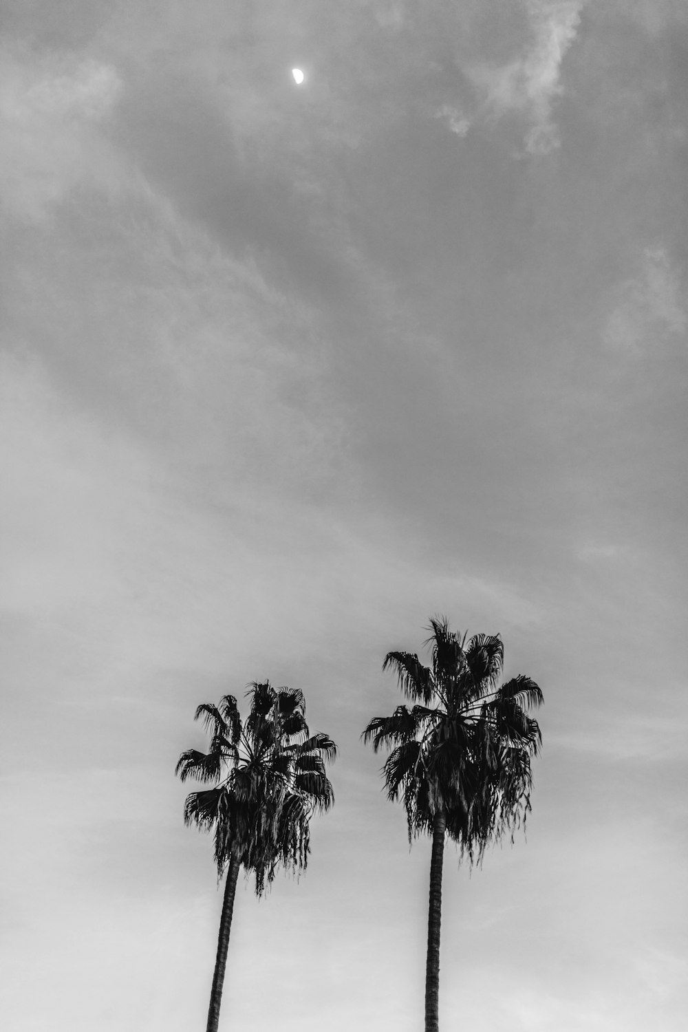 grayscale photography of two coconut trees under cloudy sky