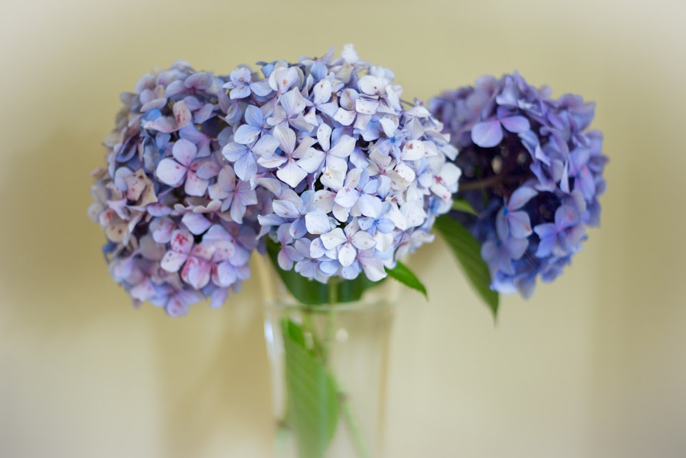 blue and white flowers