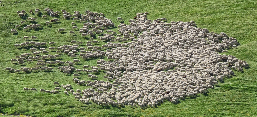 gregge di pecore che corrono sul campo di erba verde