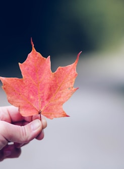 person holding orange maple leaf selective focus photography