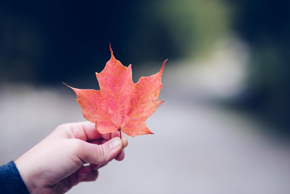 person holding orange maple leaf selective focus photography