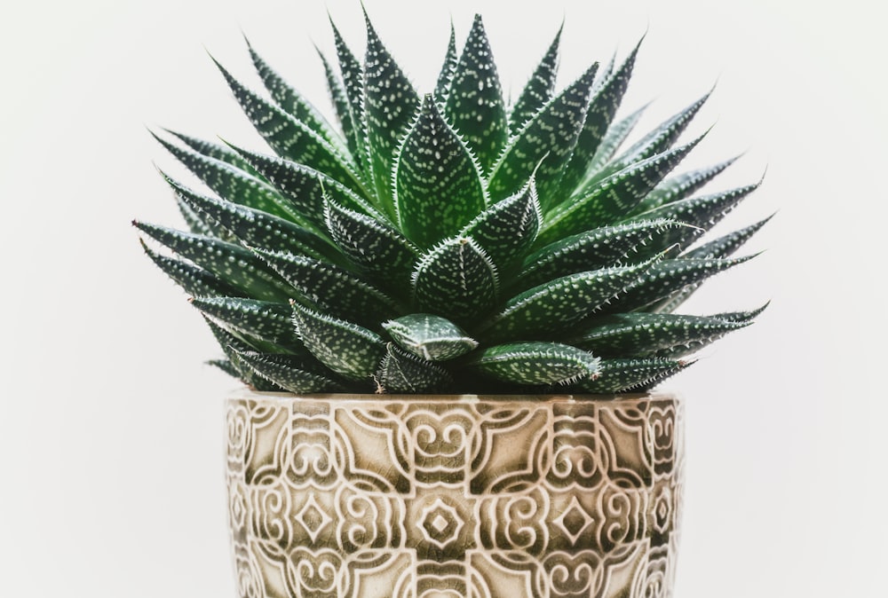 a small green plant in a decorative pot