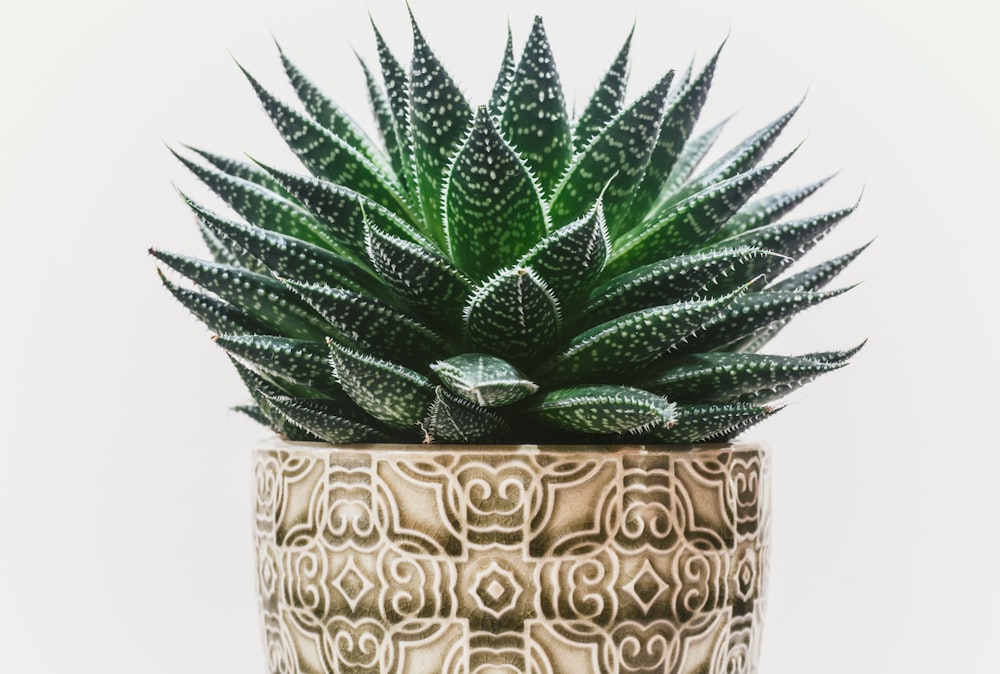 Una pequeña planta verde en una maceta decorativa