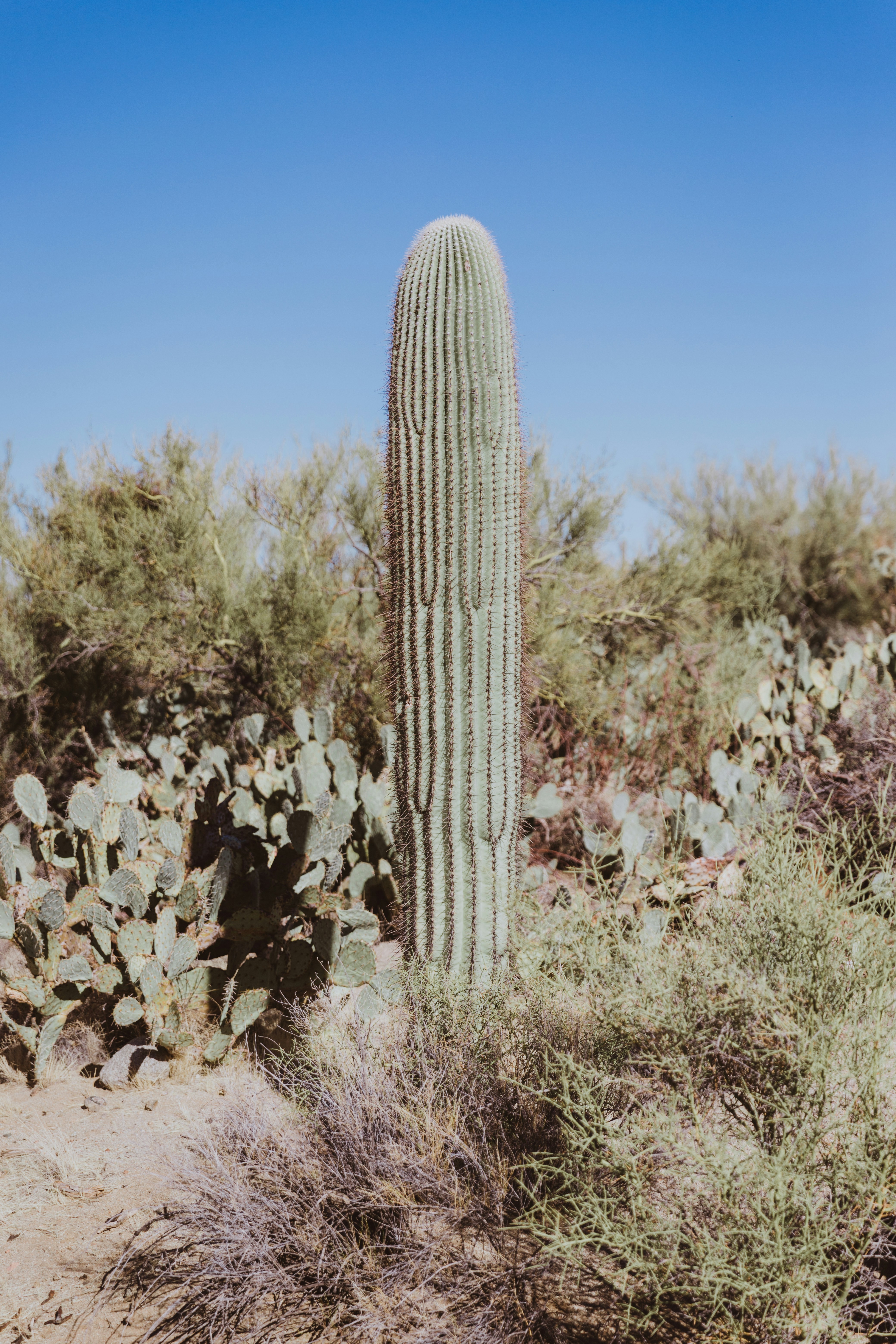 Button cactus thriving with proper fertilization
