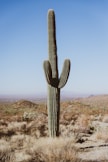 cactus plant closeup photography