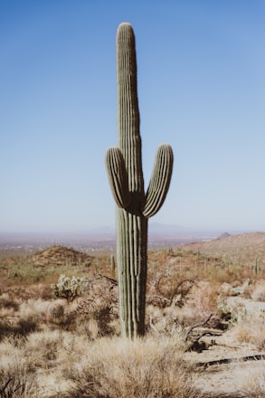 cactus plant closeup photography
