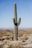 cactus plant closeup photography