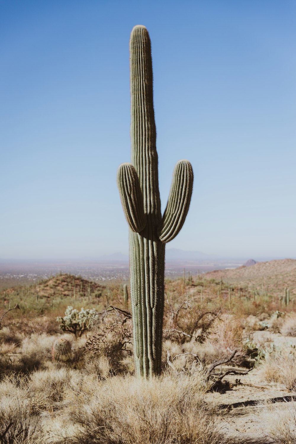 Fotografía de primer plano de la planta de cactus