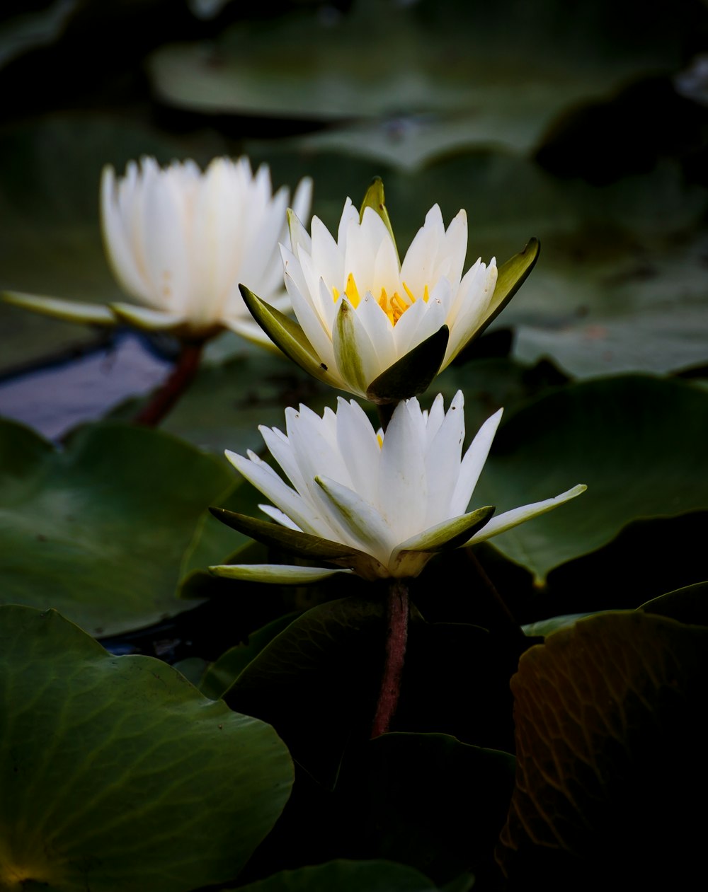 Fotografía de enfoque superficial de flores blancas