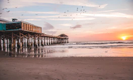 birds flying over brown wooden sea dock during sunset