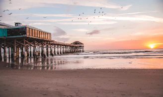 birds flying over brown wooden sea dock during sunset
