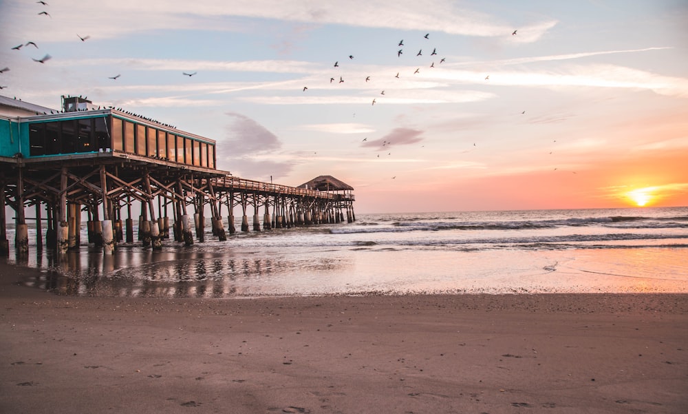 birds flying over brown wooden sea dock during sunset